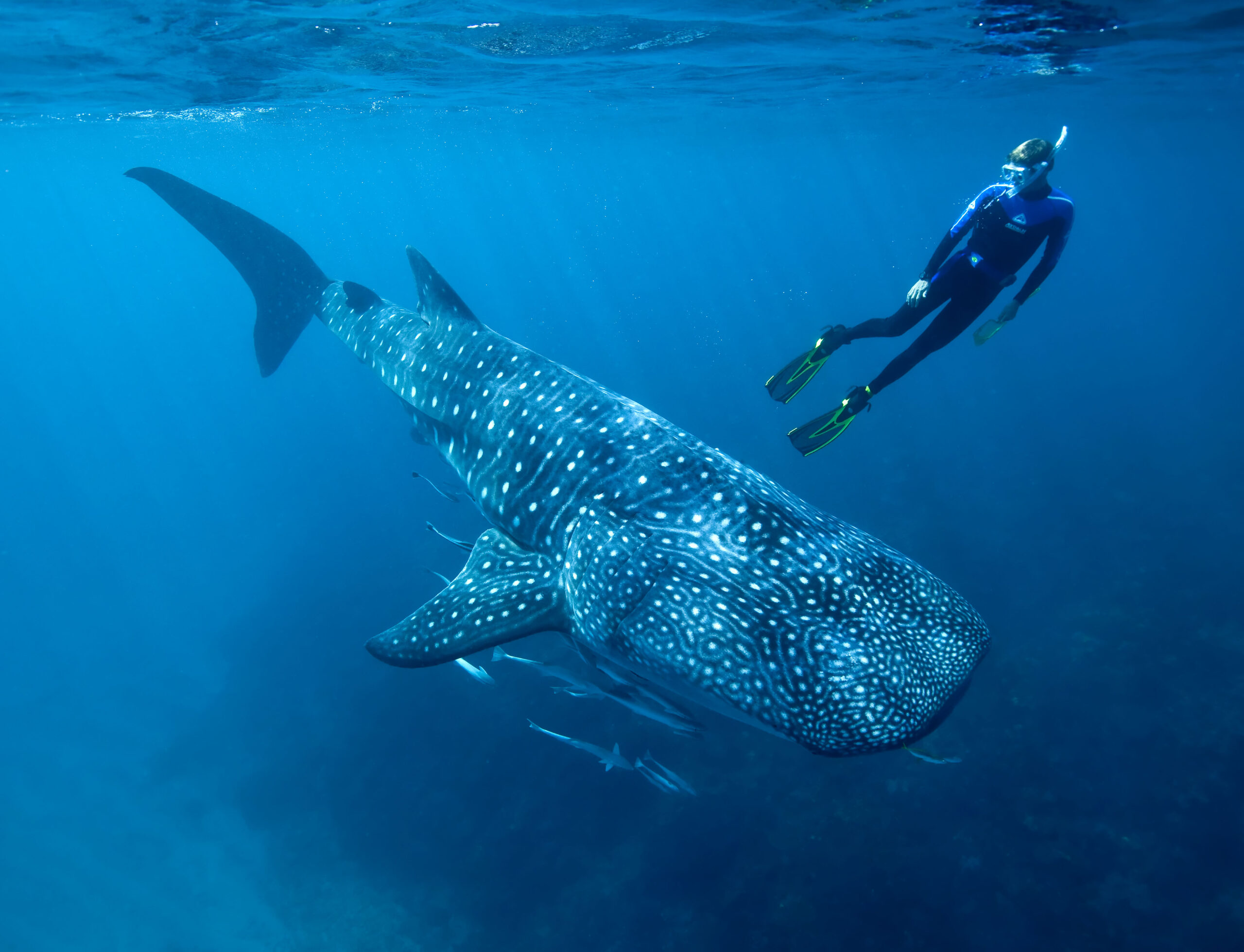 WhaleShark_02_Wayne_Osborn