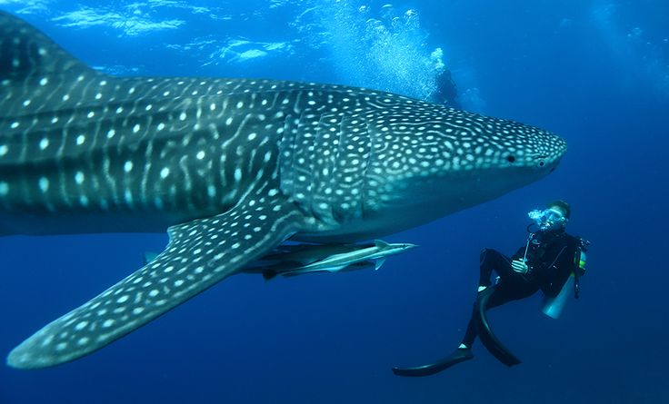 Dhigurah Whale